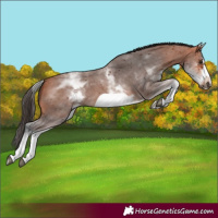 Horse Color:Unknown 