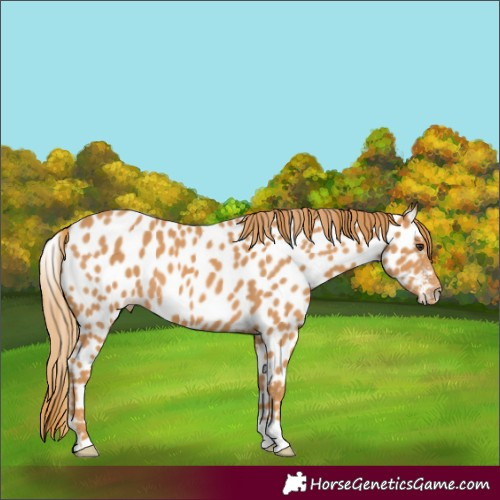 Horse Color:Chestnut Appaloosa 
