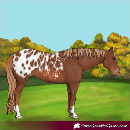 Horse Color:Chestnut Appaloosa 