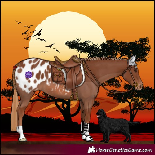Horse Color:Chestnut Blanket