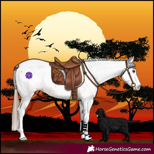 Horse Color:Red Dun Fewspot 