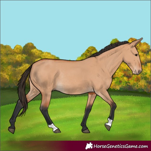 Horse Color:Bay Dun Rabicano