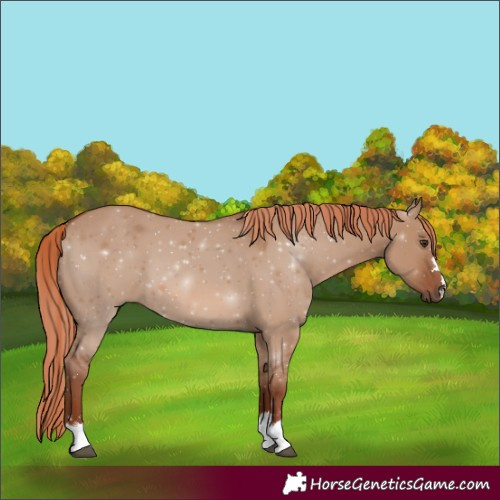 Horse Color:Red Dun