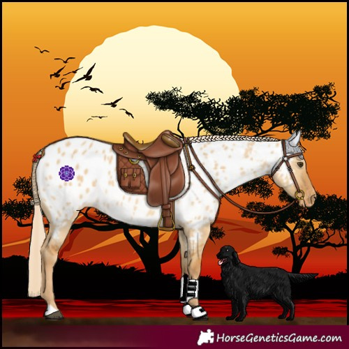 Horse Color:Palomino Dun Near Leopard 