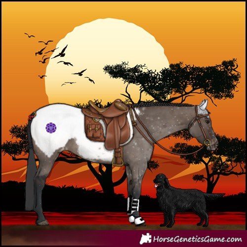Horse Color:Brown Dun Snowcap
