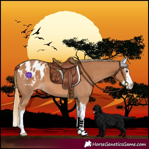 Horse Color:Chestnut Splash Blanket