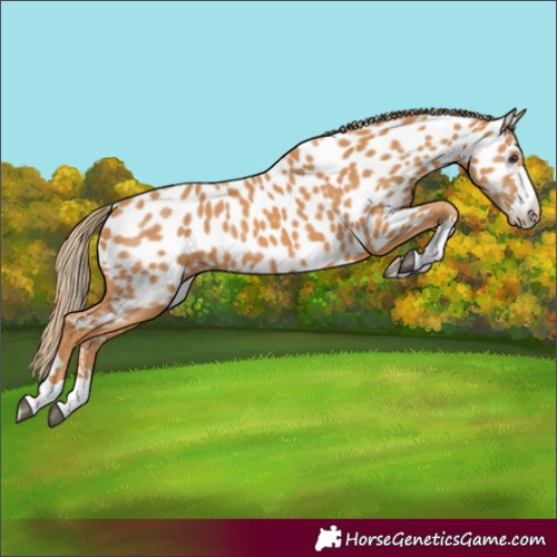 Horse Color:Chestnut Near Leopard 