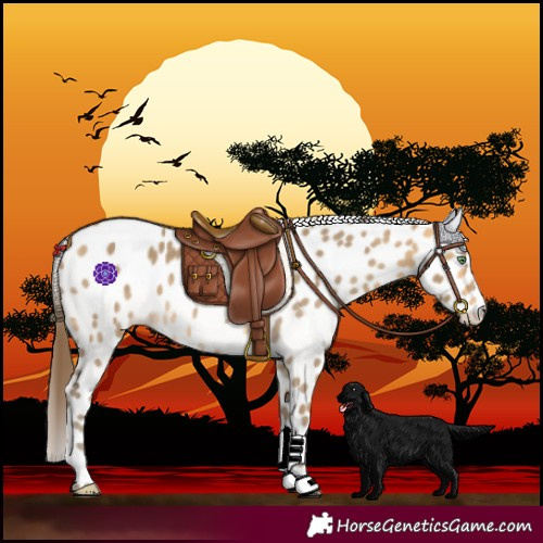 Horse Color:Amber Cream Champagne Frame Leopard
