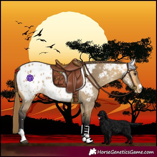 Horse Color:Buckskin Dun Near Leopard Rabicano 