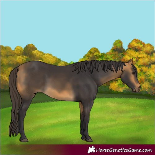 Horse Color:Buckskin