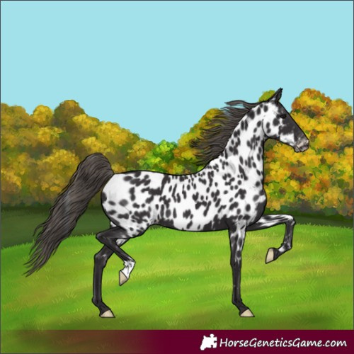 Horse Color:Unknown 