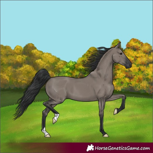 Horse Color:Unknown 