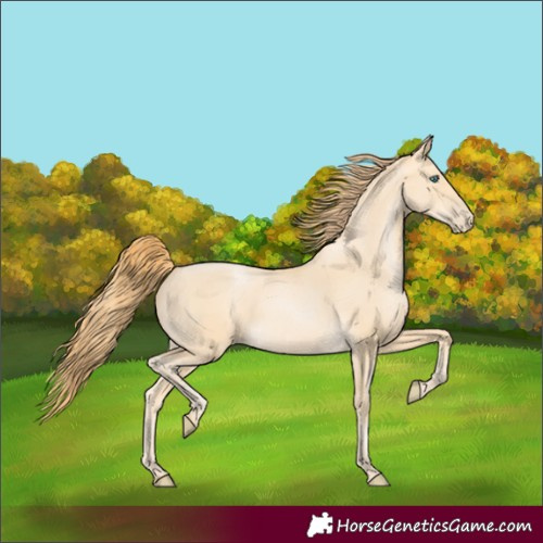 Horse Color:Buckskin Pearl Rabicano 