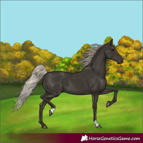Horse Color:Gray Silver Black 