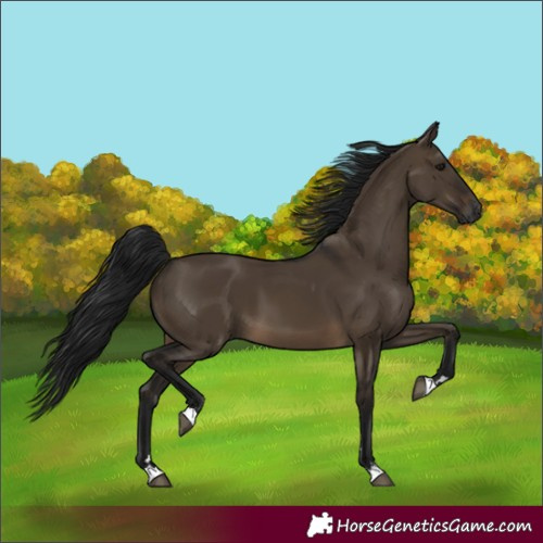 Horse Color:Unknown 