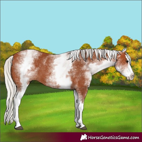 Horse Color:White Spotted Silver Bay Splash