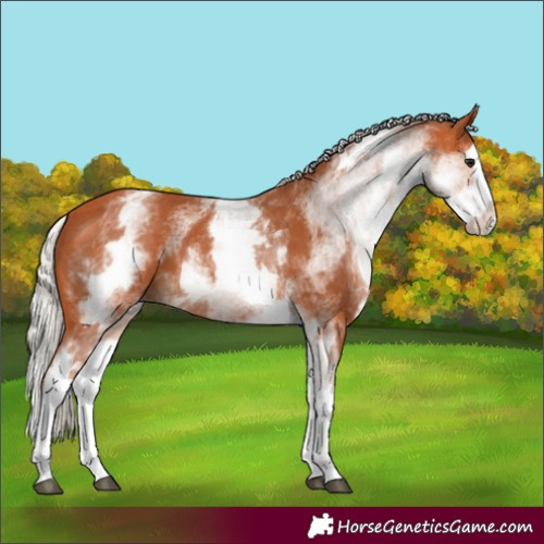 Horse Color:White Spotted Silver Bay Splash