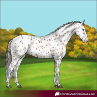 Horse Color:Bay Leopard