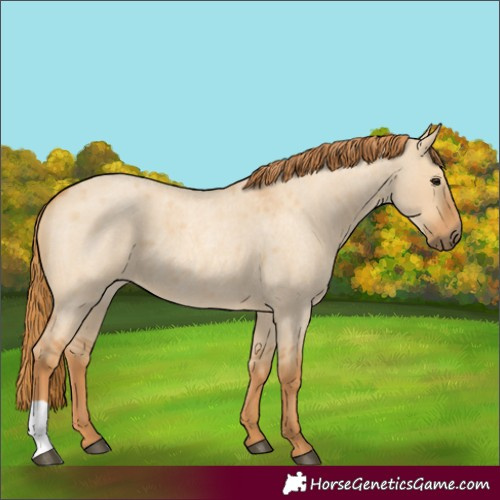 Horse Color:Red Dun Roan