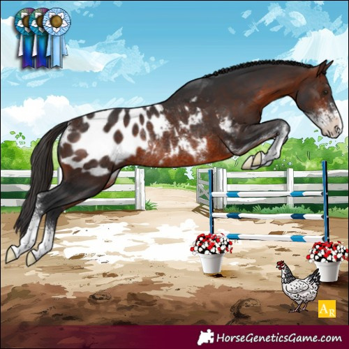 Horse Color:Brown Sabino Blanket Rabicano