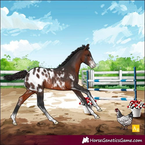 Horse Color:Brown Sabino Appaloosa Rabicano