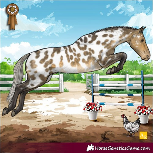 Horse Color:Silver Buckskin Dun Appaloosa