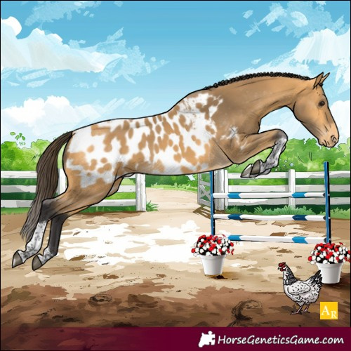 Horse Color:Buckskin Tobiano Appaloosa