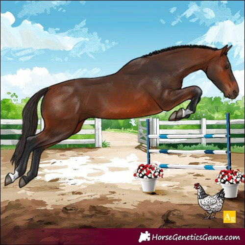Horse Color:Bay 
