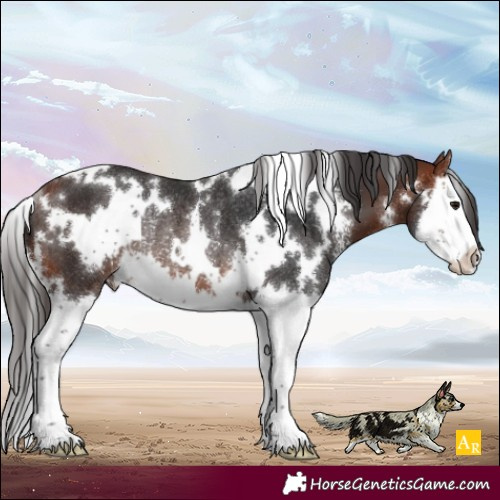 Horse Color:White Spotted Bay Sabino Splash Rabicano 