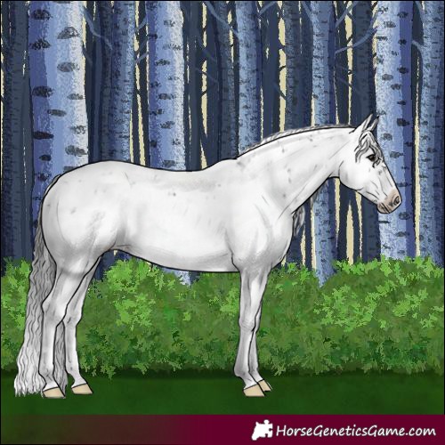 Horse Color:White Spotted Black Sabino Frame Rabicano 