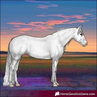Horse Color:Brown Sabino Near Fewspot Rabicano 