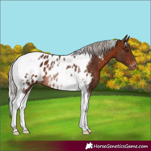 Horse Color:Silver Brown Tobiano Near Leopard Rabicano 