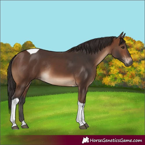 Horse Color:Brown Tobiano Rabicano 
