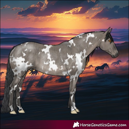 Horse Color:White Spotted Grullo Rabicano Brindle