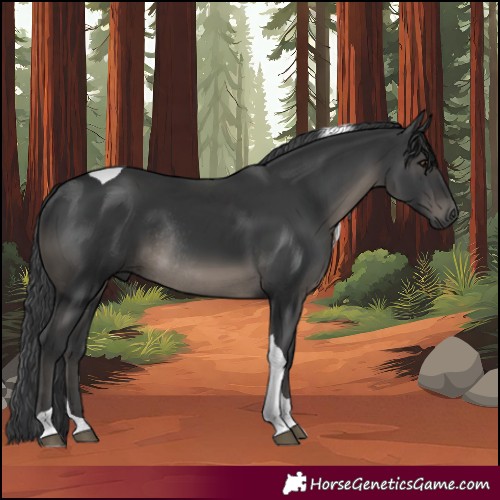 Horse Color:Black Tobiano Rabicano