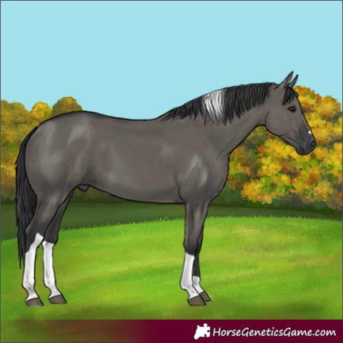 Horse Color:Grullo Tobiano 