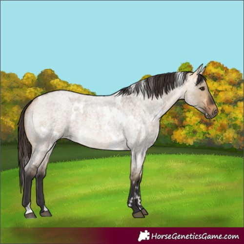 Horse Color:White Spotted Buckskin Roan Dun