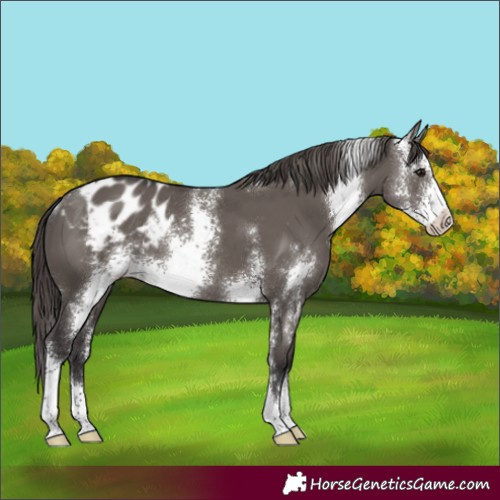 Horse Color:Smoky Grullo Sabino Blanket Rabicano 