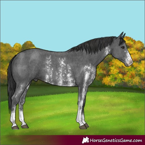 Horse Color:Black Sabino 