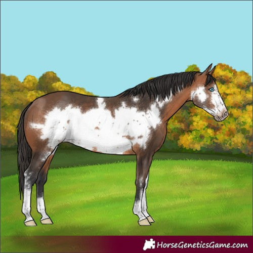 Horse Color:Bay Sabino Frame