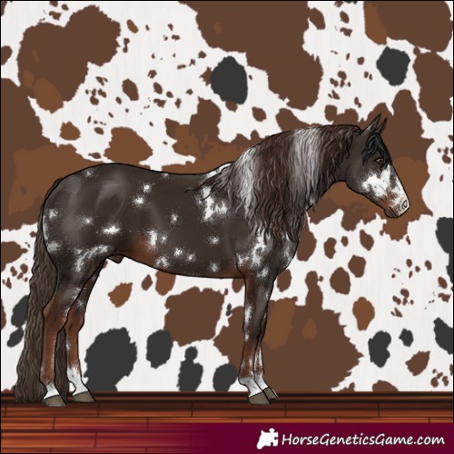 Horse Color:White Spotted Liver Chestnut