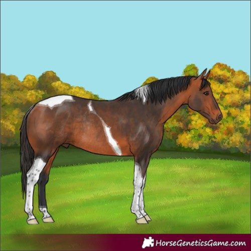 Horse Color:Bay Tobiano Rabicano