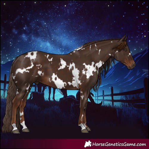 Horse Color:White Spotted Liver Chestnut