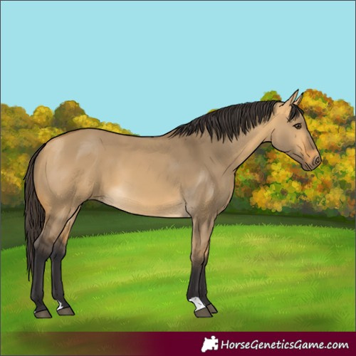 Horse Color:Buckskin Dun