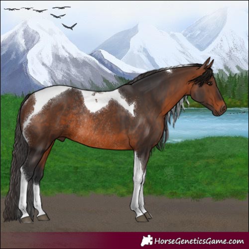 Horse Color:Brown Tobiano Rabicano