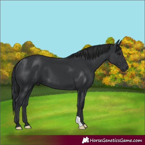 Horse Color:Black 