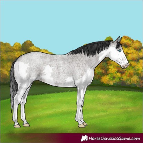 Horse Color:Grullo Roan Splash 