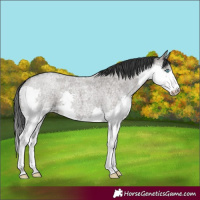 Horse Color:Grullo Roan Splash 