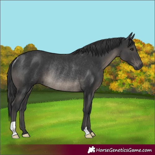 Horse Color:Black Rabicano