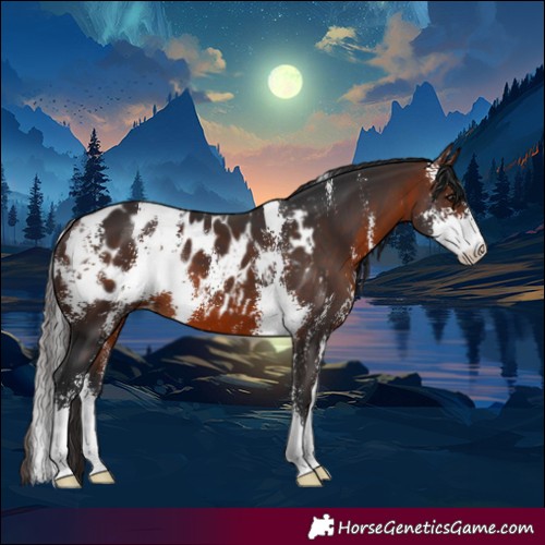 Horse Color:Brown Sabino Blanket